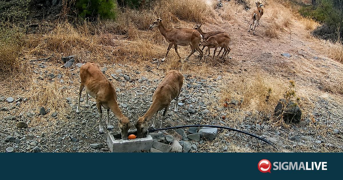 &Sigma;&pi;ά&nu;&iota;&omicron; &theta;έ&alpha;&mu;&alpha;: &Kappa;&alpha;&tau;&alpha;&gamma;&rho;ά&phi;&eta;&kappa;&epsilon; &alpha;&gamma;&rho;&iota;&nu;ό &pi;&omicron;&upsilon; &gamma;έ&nu;&nu;&eta;&sigma;&epsilon; &delta;ί&delta;&upsilon;&mu;&alpha; (vid)