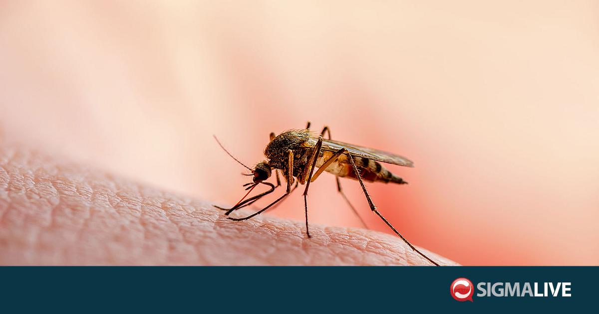 &Iota;ό&sigmaf; &Delta;&upsilon;&tau;&iota;&kappa;&omicron;ύ &Nu;&epsilon;ί&lambda;&omicron;&upsilon;: 4 &tau;&alpha; &epsilon;&pi;&iota;&beta;&epsilon;&beta;&alpha;&iota;&omega;&mu;έ&nu;&alpha; &pi;&epsilon;&rho;&iota;&sigma;&tau;&alpha;&tau;&iota;&kappa;ά &sigma;&tau;&eta;&nu; &Kappa;ύ&pi;&rho;&omicron;-2 &upsilon;&pi;ό &delta;&iota;&epsilon;&rho;&epsilon;ύ&nu;&eta;&sigma;&eta;
