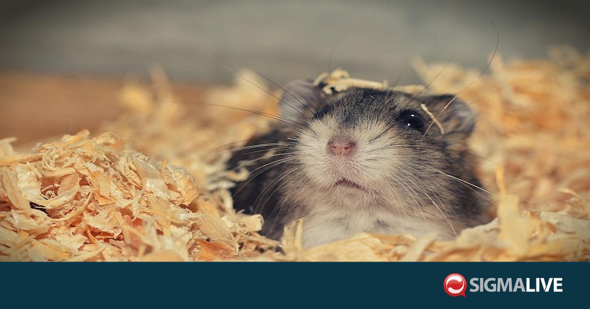 &Iota;ά&pi;&omega;&nu;&alpha;&sigmaf; &sigma;&kappa;ό&tau;&omega;&nu;&epsilon; &chi;ά&mu;&sigma;&tau;&epsilon;&rho; &kappa;&alpha;&iota; &tau;&omicron; &tau;&rho;&alpha;&beta;&omicron;ύ&sigma;&epsilon; &sigma;&epsilon; &beta;ί&nu;&tau;&epsilon;&omicron;, &pi;ά&nu;&omega; &alpha;&pi;ό 50 &tau;&rho;&omega;&kappa;&tau;&iota;&kappa;ά &nu;&epsilon;&kappa;&rho;ά