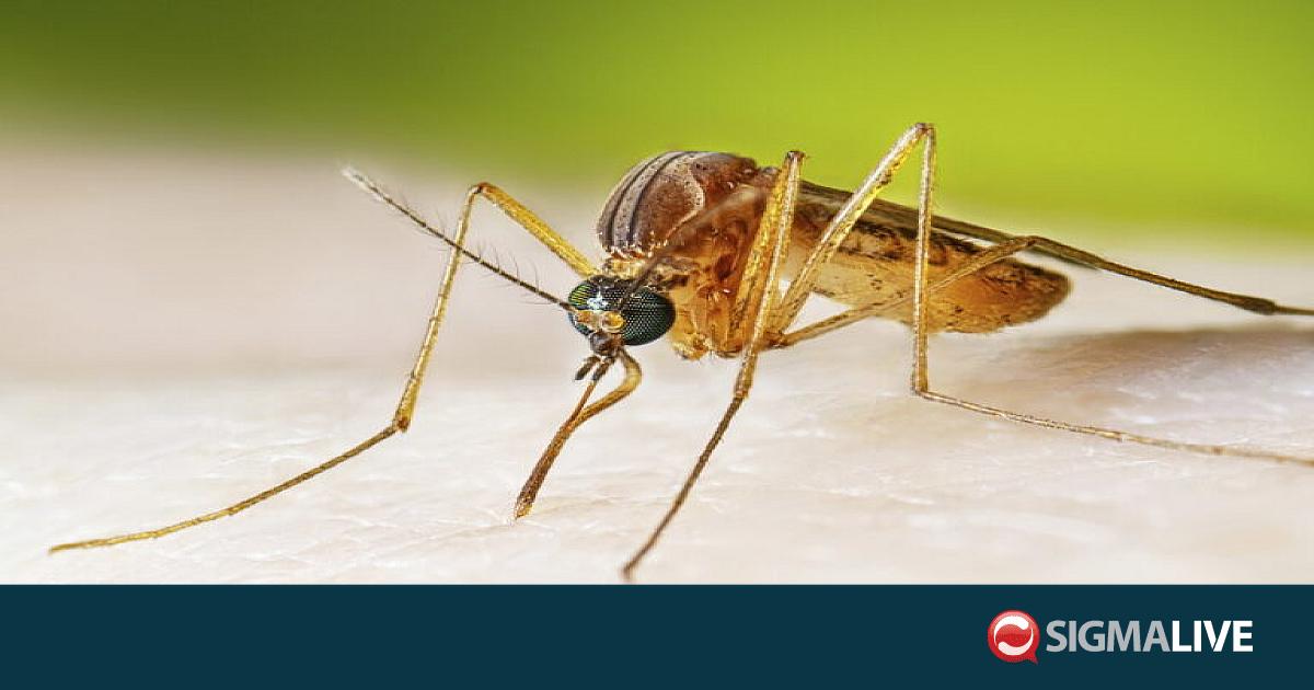 &Iota;ό&sigmaf; &Delta;&upsilon;&tau;&iota;&kappa;&omicron;ύ &Nu;&epsilon;ί&lambda;&omicron;&upsilon;: &Chi;&omega;&rho;ί&sigmaf; &iota;&sigma;&tau;&omicron;&rho;&iota;&kappa;ό &tau;&alpha;&xi;&iota;&delta;&iota;&omicron;ύ &tau;&alpha; &tau;έ&sigma;&sigma;&epsilon;&rho;&alpha; &kappa;&rho;&omicron;ύ&sigma;&mu;&alpha;&tau;&alpha; &sigma;&tau;&eta;&nu; &Kappa;ύ&pi;&rho;&omicron;