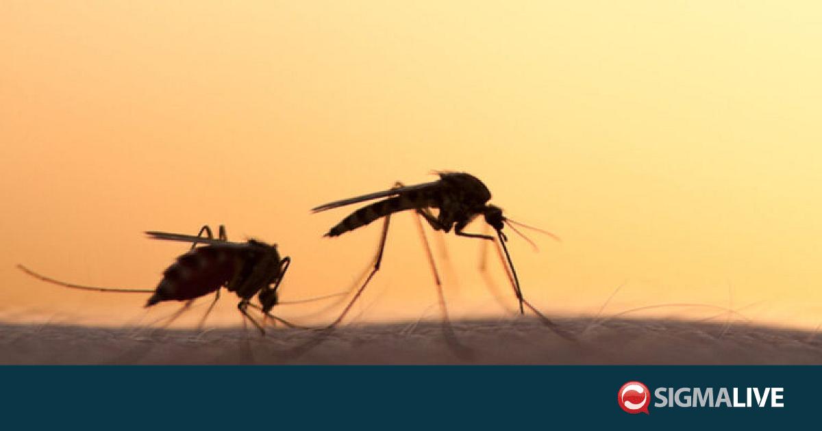 Μάστιγα τα κουνούπια στη Λευκωσία - Δράσεις του Δήμου με έμφαση στην Έγκωμη
