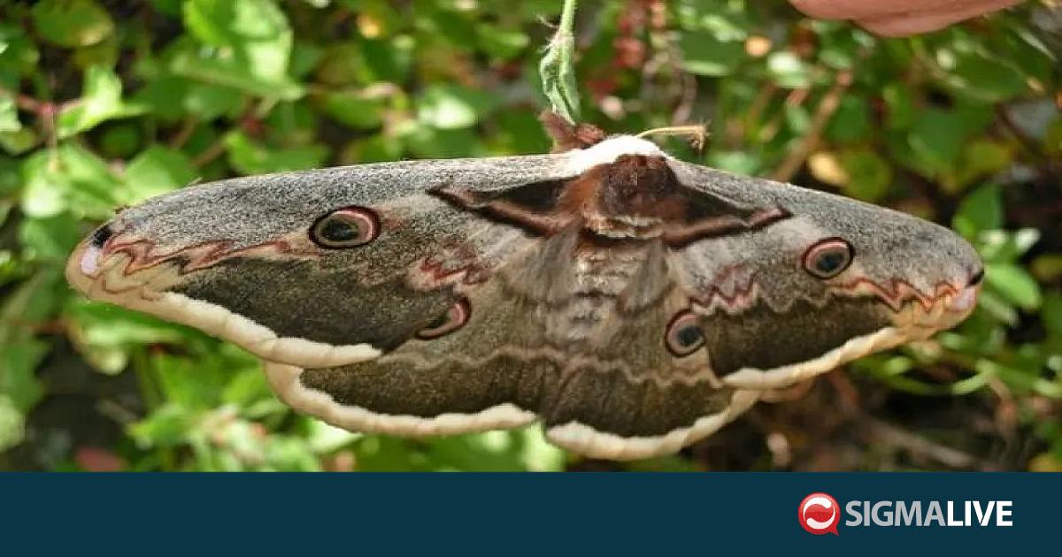 Κομισιόν: 27 ευρωπαϊκά ενδημικά είδη νυχτοπεταλούδων στην Κύπρο