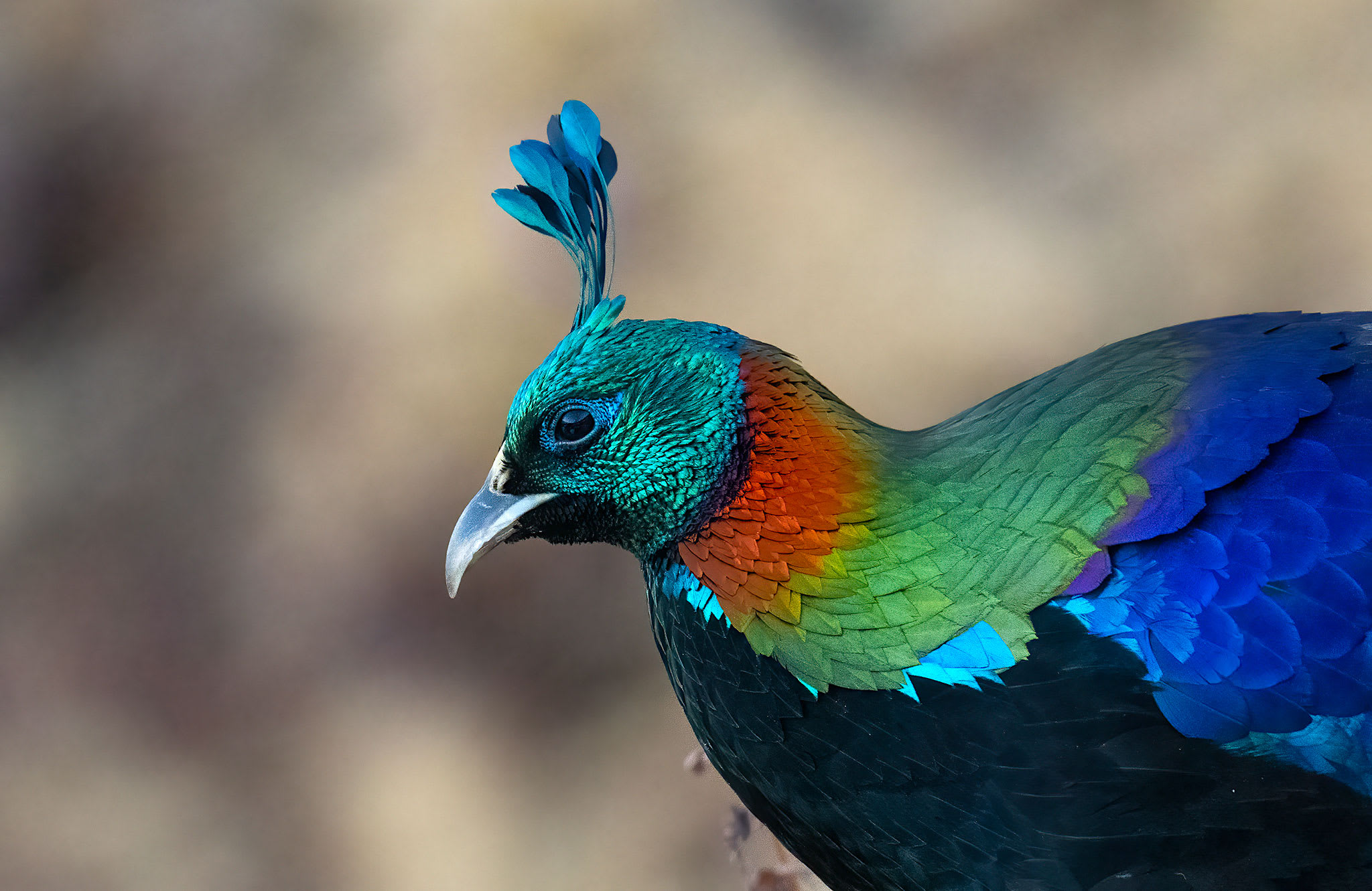 Himalayan monal changes calls and habitat as human activity and noise increase