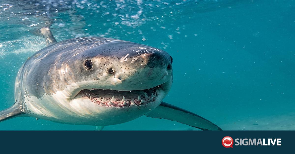 Ν. Αφρική: Νεκρή κολυμβήτρια μετά από επίθεση καρχαρία στο Ανατολικό ...