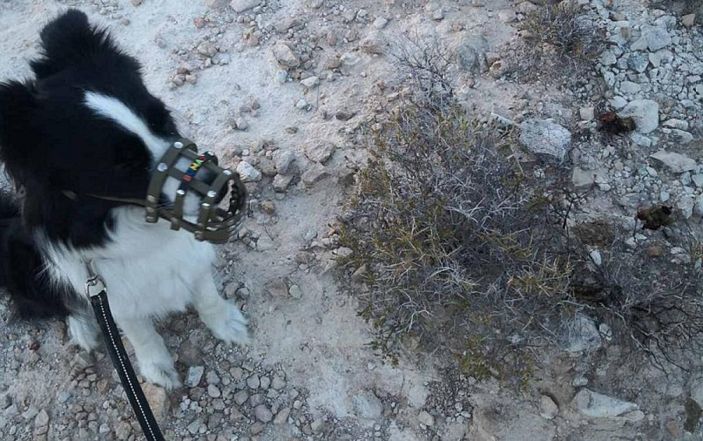 Απέτρεψε δηλητηρίαση σκύλων η Υπ.Θήρας-Εντόπισαν δηλητηριασμένα δολώματα(pics) - Sigmalive