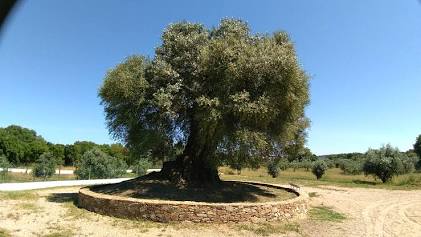 Oliveira do Mouchão - Ηλικία 3.350 ετών, AI generated
